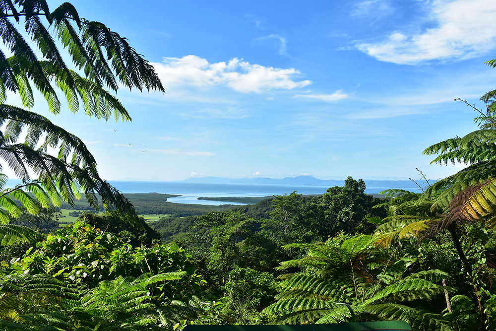 Daintree Rainforest, Queensland with ocean views
