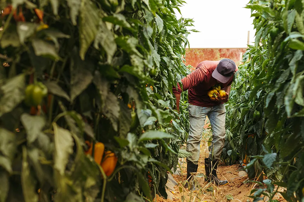farmer picking vegetables for paddock to plate