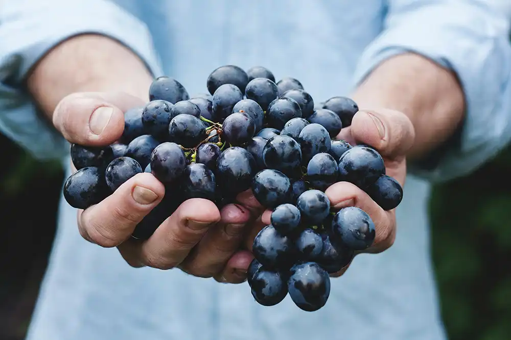 Man holding red organic grapes